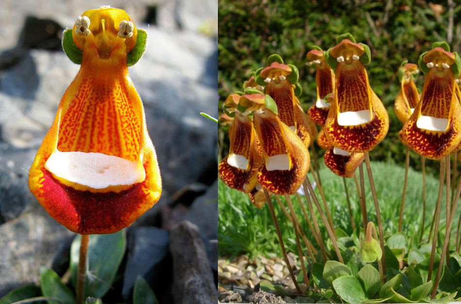 Какие чудеса встретила. Кальцеолярия uniflora. Кальцеолярия Унифлора (Calceolaria uniflora). Счастливый инопланетянин (Calceolaria uniflora). Calceolaria uniflora Орхидея.