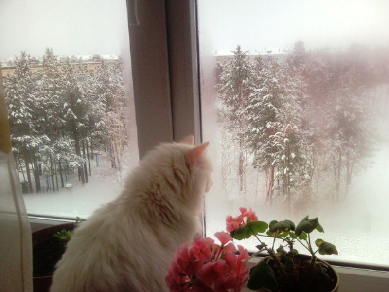 Снежок пришел. Снежок за окном. С дождливым зимним утром. Кот в окне ждет весну.