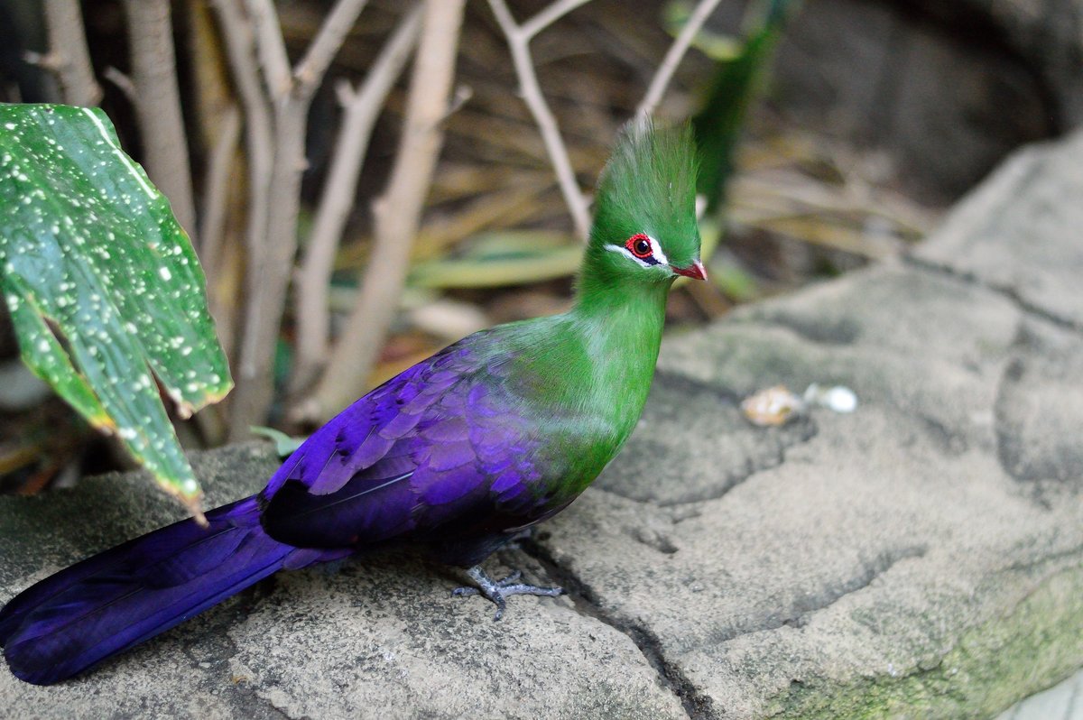 Птица сине зеленого цвета. Хохлатый турако. Турако бананоед. Птица турако бананоед. Тица-Гвинейский турако.